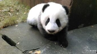 熊猫小时候的图片,见证国宝成长瞬间
